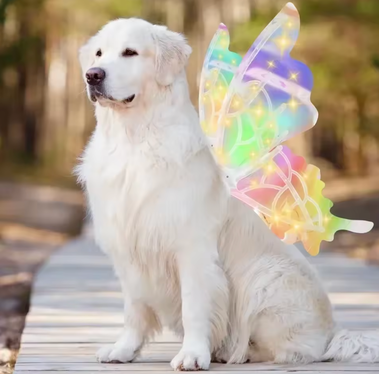 Electric Butterfly Wings for Dogs