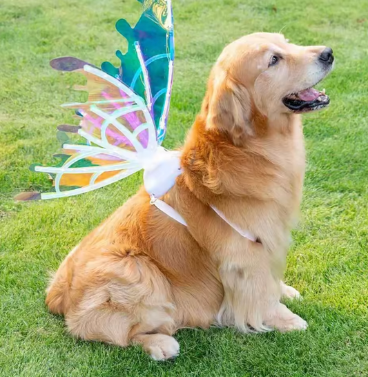 Electric Butterfly Wings for Dogs